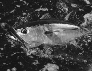 Small yellowfin tuna have been in good numbers off the continental shelf.
